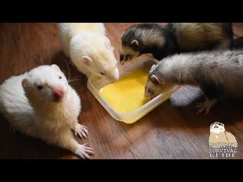 YouTube video about: Can ferrets eat boiled eggs?
