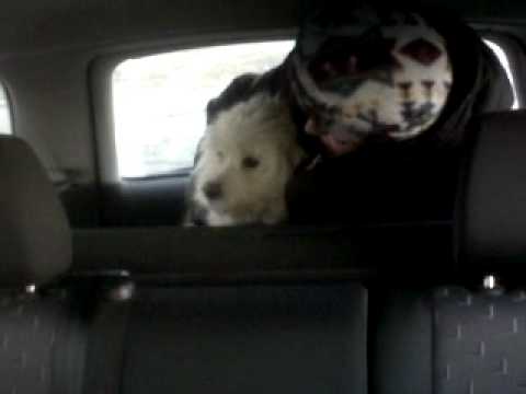 Johanna (DogRescue) after catching a stray dog