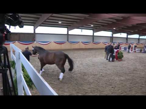 Lassergut´s Cash and Carry - Cash - Landgraf I - Ahorn Z - Stamm 256