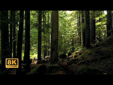 8K Video | Fall Autumn Video | Yellow Leaves Falling Video in 8K Ultra HD | Samsung Qled 8K