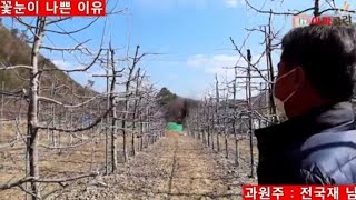 [사과꽃눈] 왜 꽃눈이 나쁜가/꽃눈 좋게하는 방법/결실 확보 비상