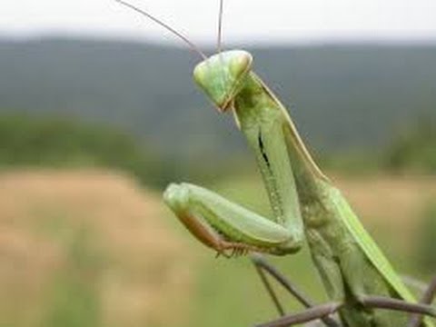 Mantis Fight