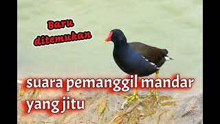Download lagu Baru ditemukan Suara Pikat Burung Mandar yang sangat jitu @YuliusHunter mp3