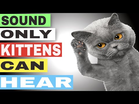 Sounds Only Kittens Can Hear