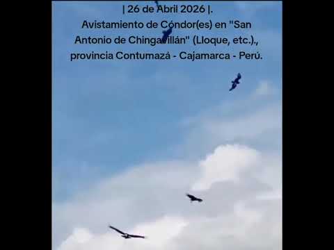 Cóndores en "San Antonio de Chingavillán" (Lloque, etc.)-Contumazá -Cajamarca - Perú: 26 ABRIL 2026.