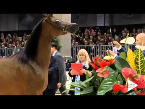 N.179 POTENTILLA - Verona 2015 - Mares 4-6 years old (Class 7)