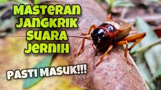Download lagu Suara Jangkrik Jernih dan Keras Durasi Panjang Untuk Masteran Murai Batu Juara | Kicau Tembak mp3