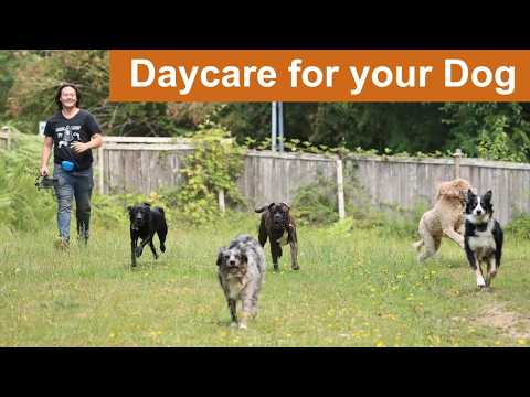 Daycare for your dog 🐶🐾🐕🐩🌲💚  Keep your dog busy while you are away or entertained while you cuddle