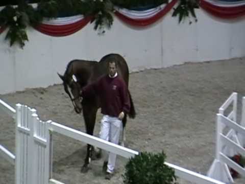 Stanfour (Singulord Joter x Colman x Rocco) stamm 2227