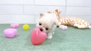 ハーフ犬の動画01