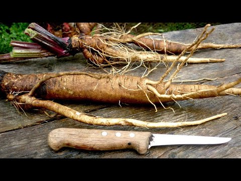 OVO JE SPAS ZA DIJABETIČARE! Reguliše šećer, pritisak i holesterol, sto pre počnite da koristite!