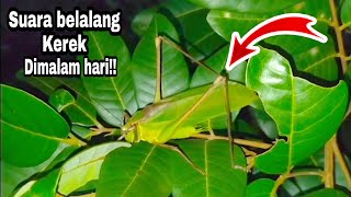 Download lagu Suara belalang KECEK / Walang Kerik Jernih Masteran Burung🦜 mp3 Download lagu Suara belalang KECEK / Walang Kerik Jernih Masteran Burung🦜 mp3