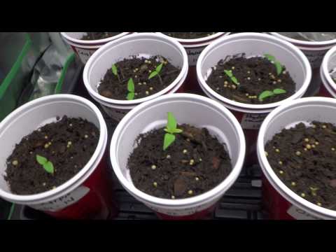 2015 Super Hot Peppers Growing Season - Ep. 03: More New Varieties Added Video