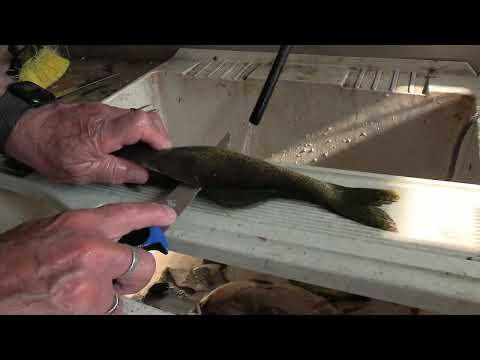 How To Filet Walleye and Panfish