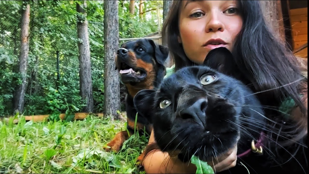 Luna the panther stalked a squirrel / Sounds of mosquitoes😂(ENG SUB)