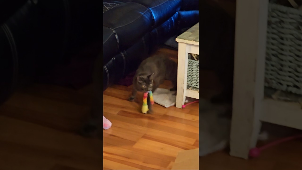 Enlarge Ghost [Pepper], an adoptable Domestic Short Hair in Lacey, WA video 2/5