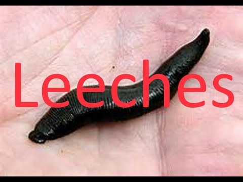 Real easy killer leech patterns in HD