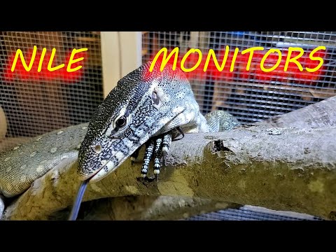 🦎 What it's like to keep a Nile monitor lizard.