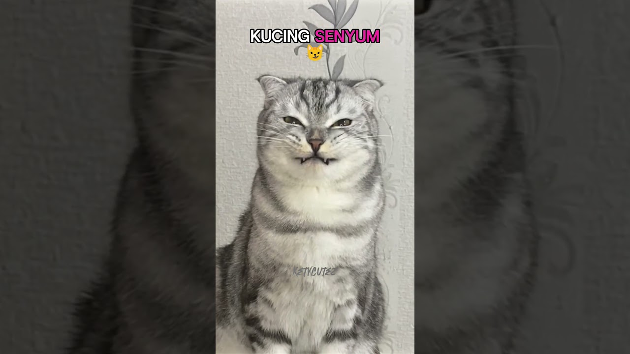 Kucing Senyum | Smiling Cat😼