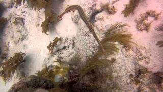 Bonaire Movie Trailer.mov