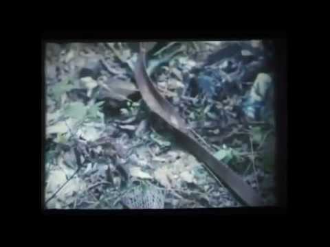 download lagu mp3 mp4 Patti Smith Tarkovsky, download lagu Patti Smith Tarkovsky gratis, unduh video klip Patti Smith Tarkovsky