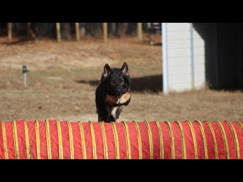 Purple Pups ATL video.