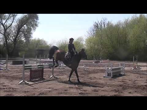 COPAIN 10j. v. Cooper VD Heffinck - Non Stop VB 16.500 Euro