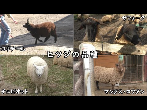 フランスにおける羊の品種の分類とリスト - 定義