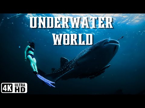 Unveiling the Ocean's Secrets - 4k video - Marine Life, Sea Animals, and Coral Reefs - Ocean Odyssey