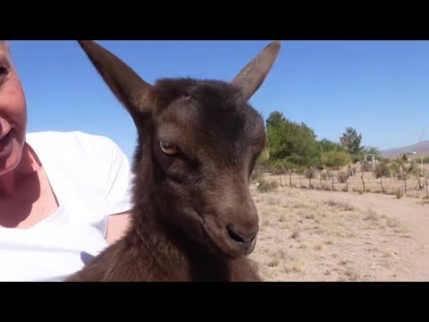 My Baby Goats Are MAD!! - YouTube