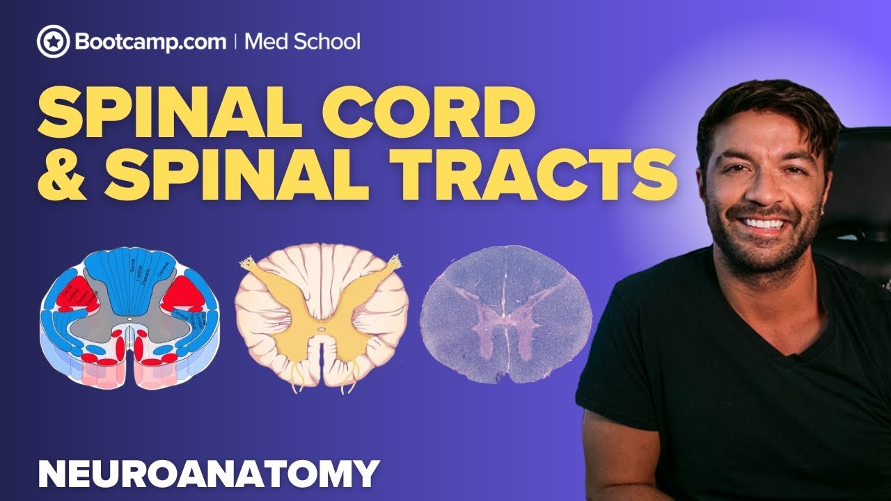 Spinal Cord & Spinal Tracts Overview | Neuro Pathways Explained Step by Step
