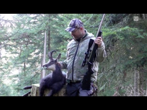 Gamsbrunft im  Schwarzwald/ Chamois rut in the Black Forest