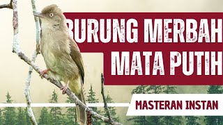 Download lagu Masteran Merbah Mata Putih Gacor Full Isian mp3