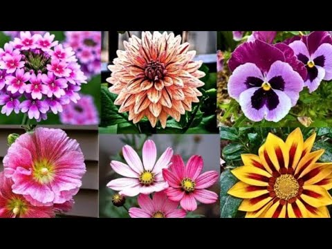 Winter flowering plant care tips //ap ka garden be phoolon sa br jay ga tips follow kro
