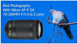 Bird Photography with Nikon AF-P DX 70-300mm F4.5-6.3G ED VR