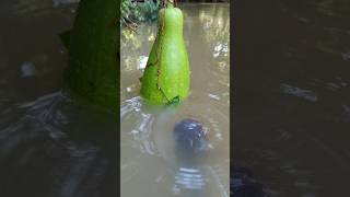 Download lagu Teknik Memancing yang Luar Biasa, dengan Umpan Labu 2 kg#bait_fishing mp3 Download lagu Teknik Memancing yang Luar Biasa, dengan Umpan Labu 2 kg#bait_fishing mp3