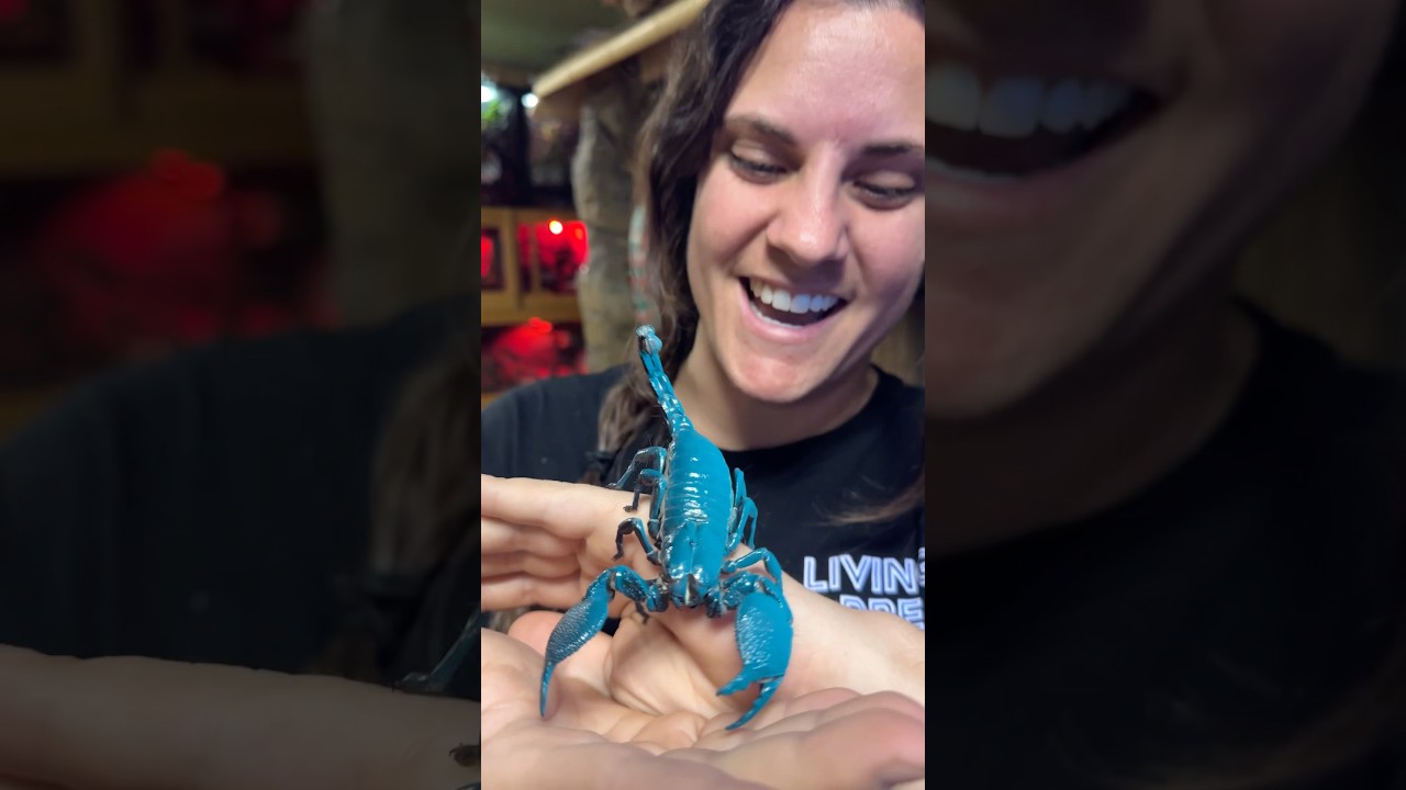 GLOW IN THE DARK SCORPION 🦂😳