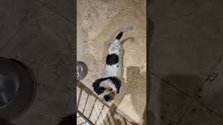 Video preview image #1 Shih Tzu Puppy For Sale in Boca Raton, FL, USA