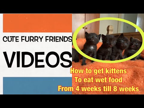 How to introduce kittens to wet food (from 4 weeks old to 8 weeks)
