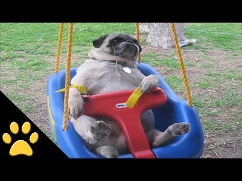View An Adorably Funny and Cute Video of Pugs!