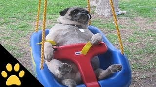 Pugs Are Awesome: Compilation