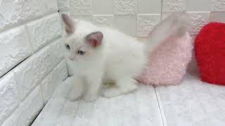 ラグドールの動画01
