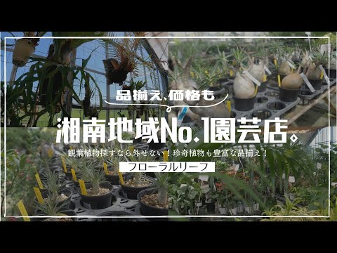 レフコジェン 植物