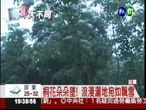 桐花季開鑼! 苗栗飄下"五月雪"