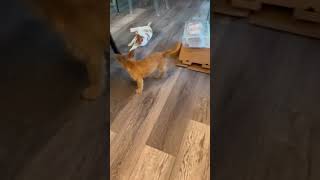 Video preview image #1 Cairn Terrier-Unknown Mix Puppy For Sale in HOUSTON, TX, USA