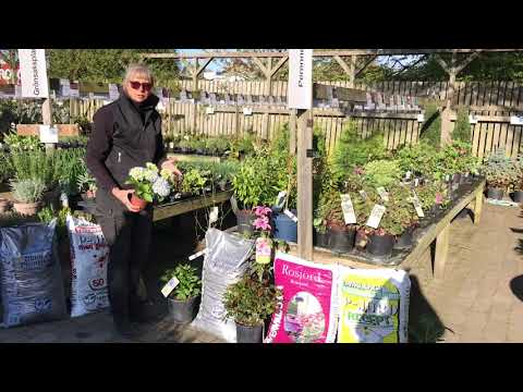 VÄLJ RÄTT JORD- med trädgårdsmästare Maria