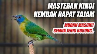 Download lagu MASTERAN CUCAK KINOI GACOR FULL TEMBAKAN RAPAT TAJAM PANJANG JERNIH BUAT MURAI BATU CENDET CUCAK IJO mp3
