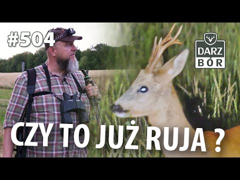 Darz Bór odc 504 sprawdzam czy jest już ruja u saren…