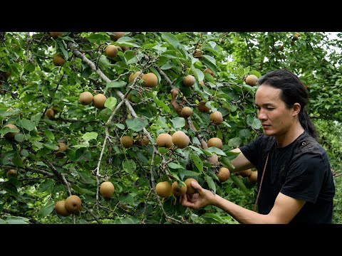 Zon Using wild pears to make traditional delicious dishes .