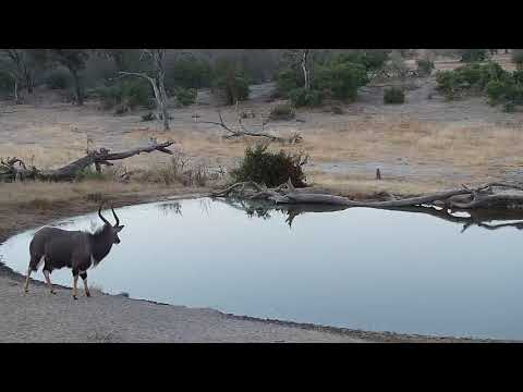 Djuma: Nyala bull - 17:26 - 07/31/19